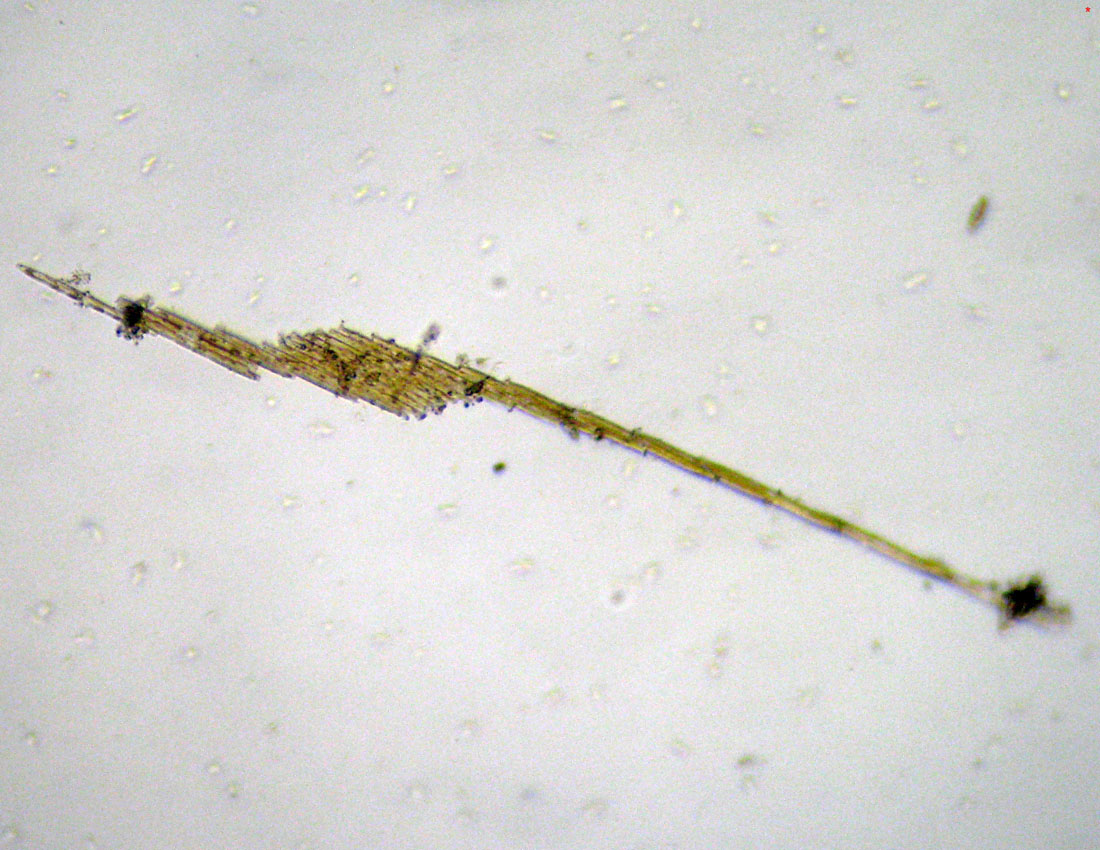 Bacillaria paxillifera